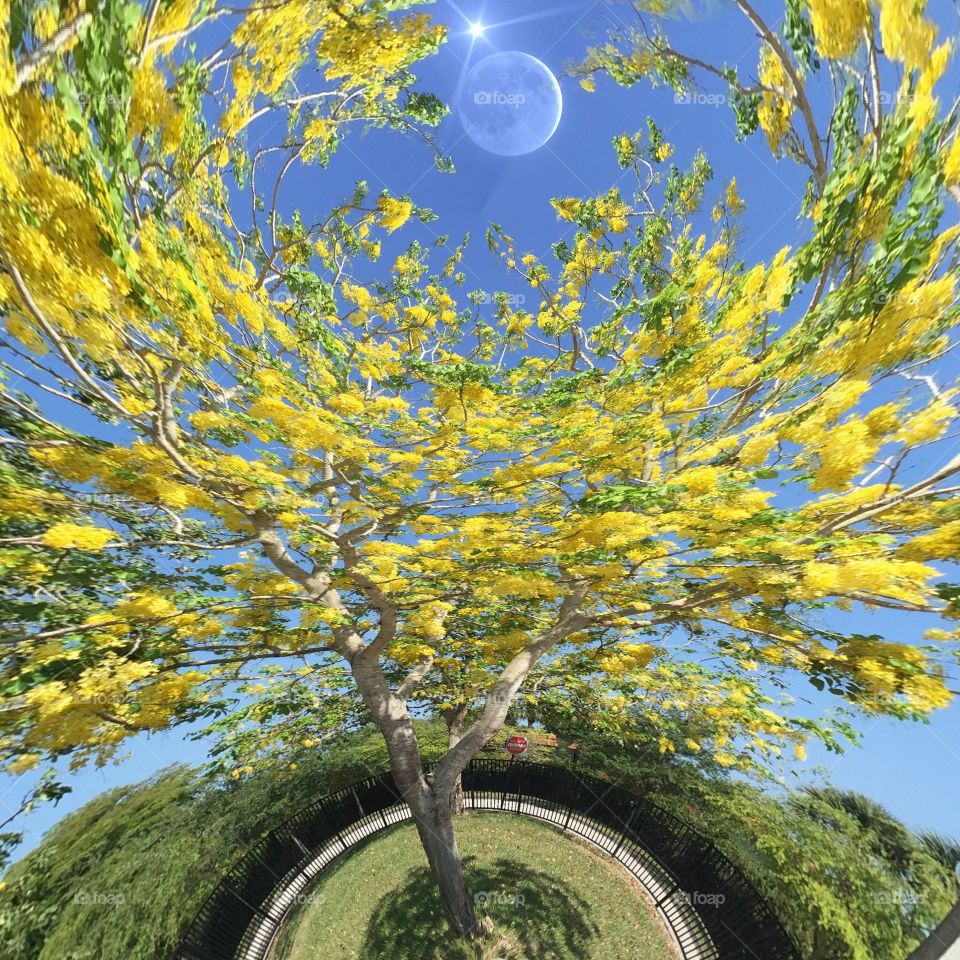 Alien tree. View circular of a alien tree