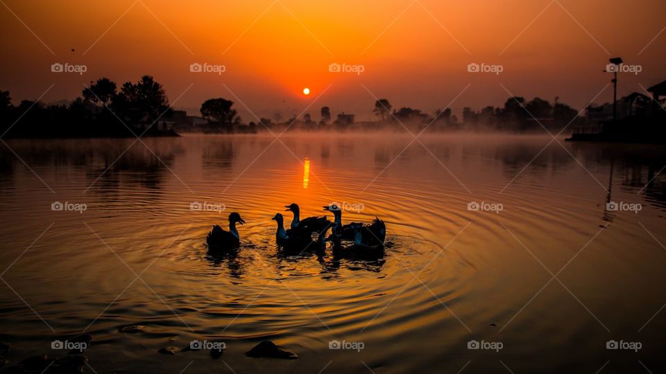 Sunrise and playing duck at Taudah Lake, Kathmandu, Nepal