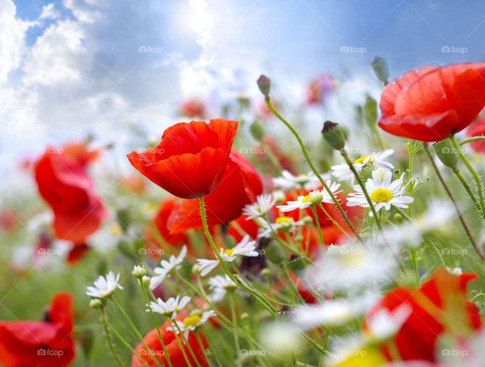 Red poppy and daisy flowers in bloom