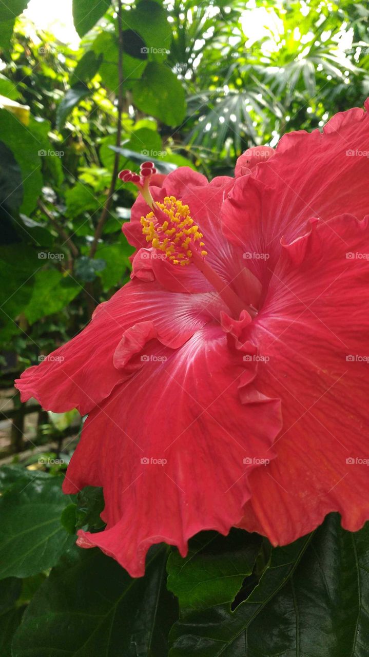 Hibiscus in the red