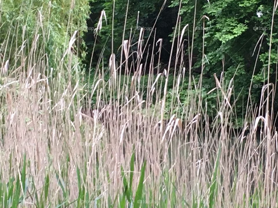 The forest behind the reeds