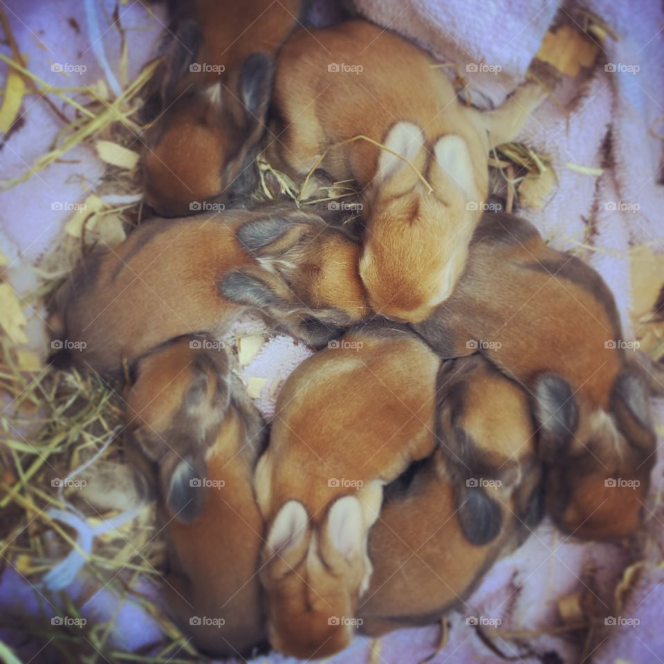 Sweet Baby Bunnies 