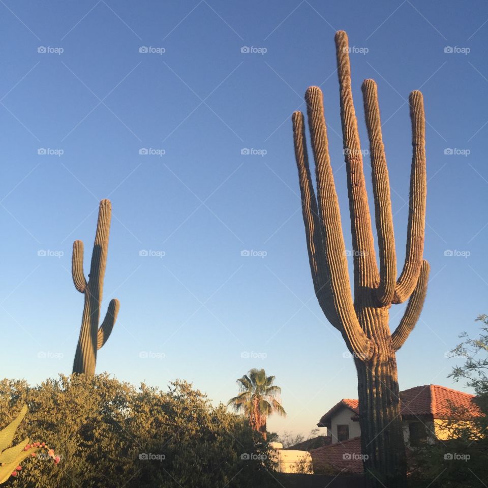 Cactus sky