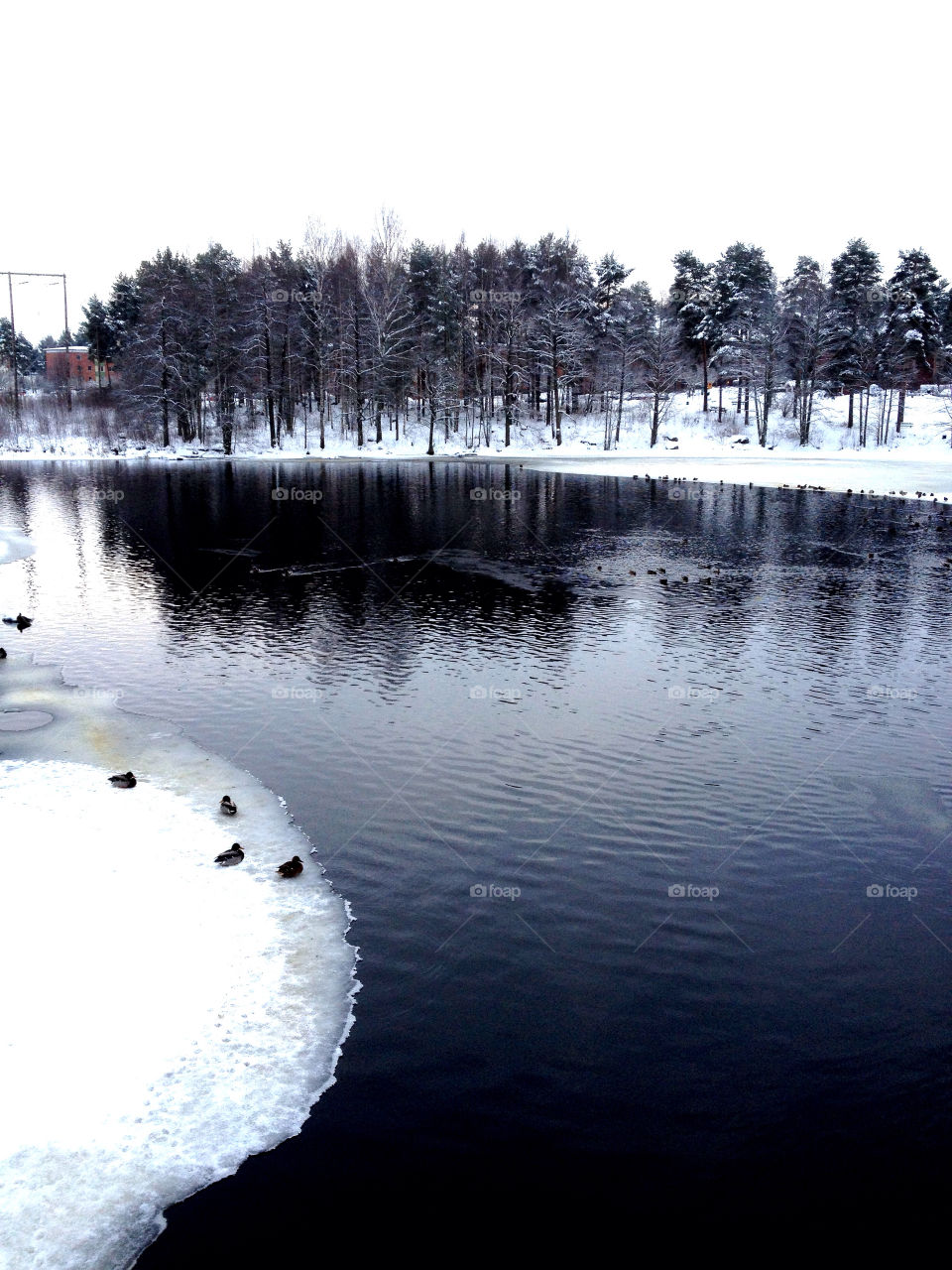 snow winter trees ice by leta