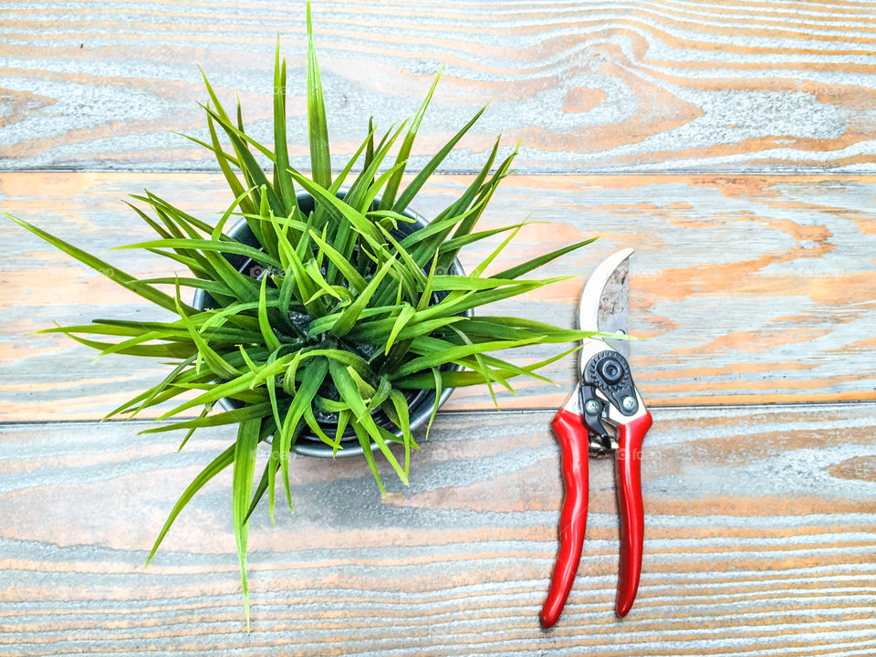 Pruning Scissor And Plant On Wooden Background