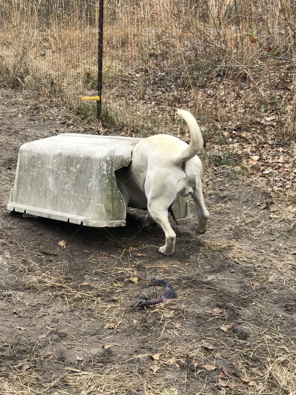 Toby chasing a toy in what is left of his doghouse. 