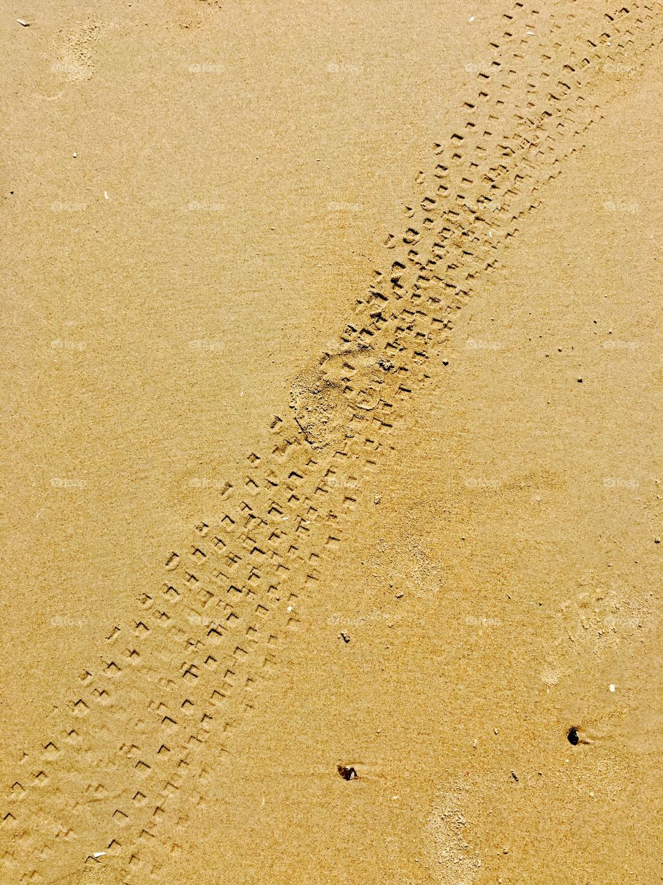 Bike tracks on sandy beach

