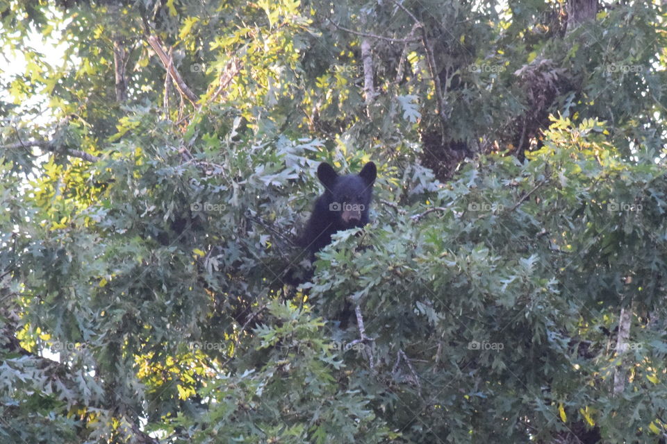 Black Bear in trees at the great Smoky mountains in Tennessee