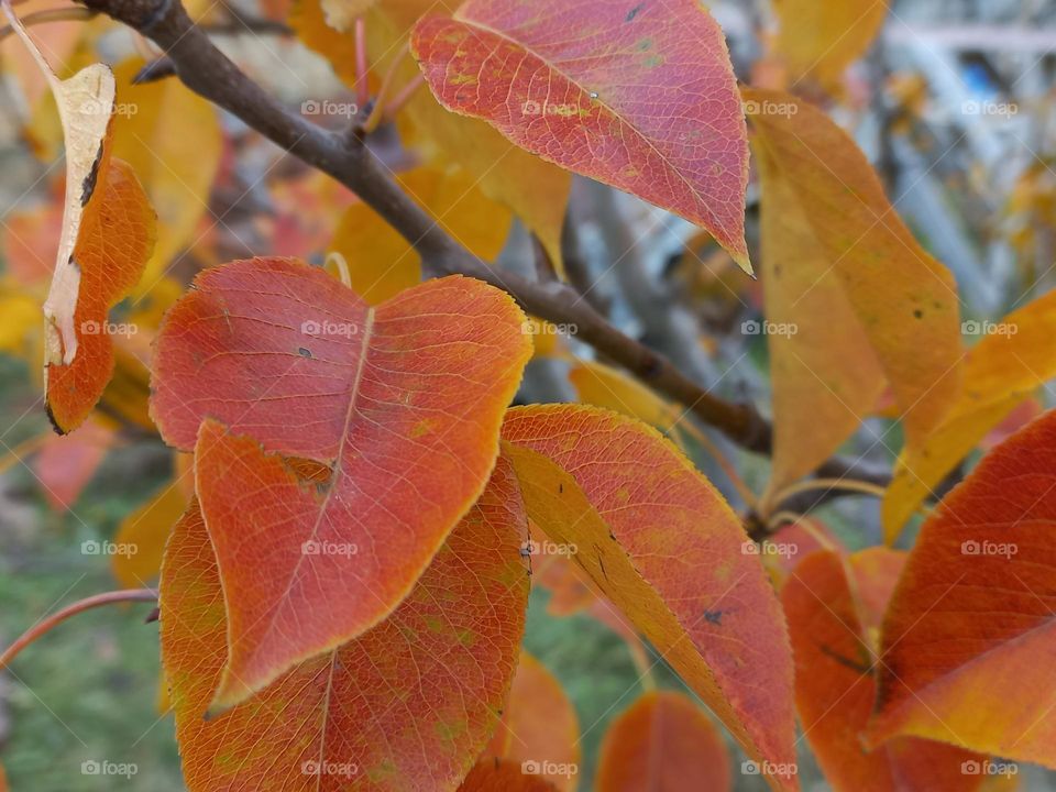 yellow leaves of trees,nature,autumn.