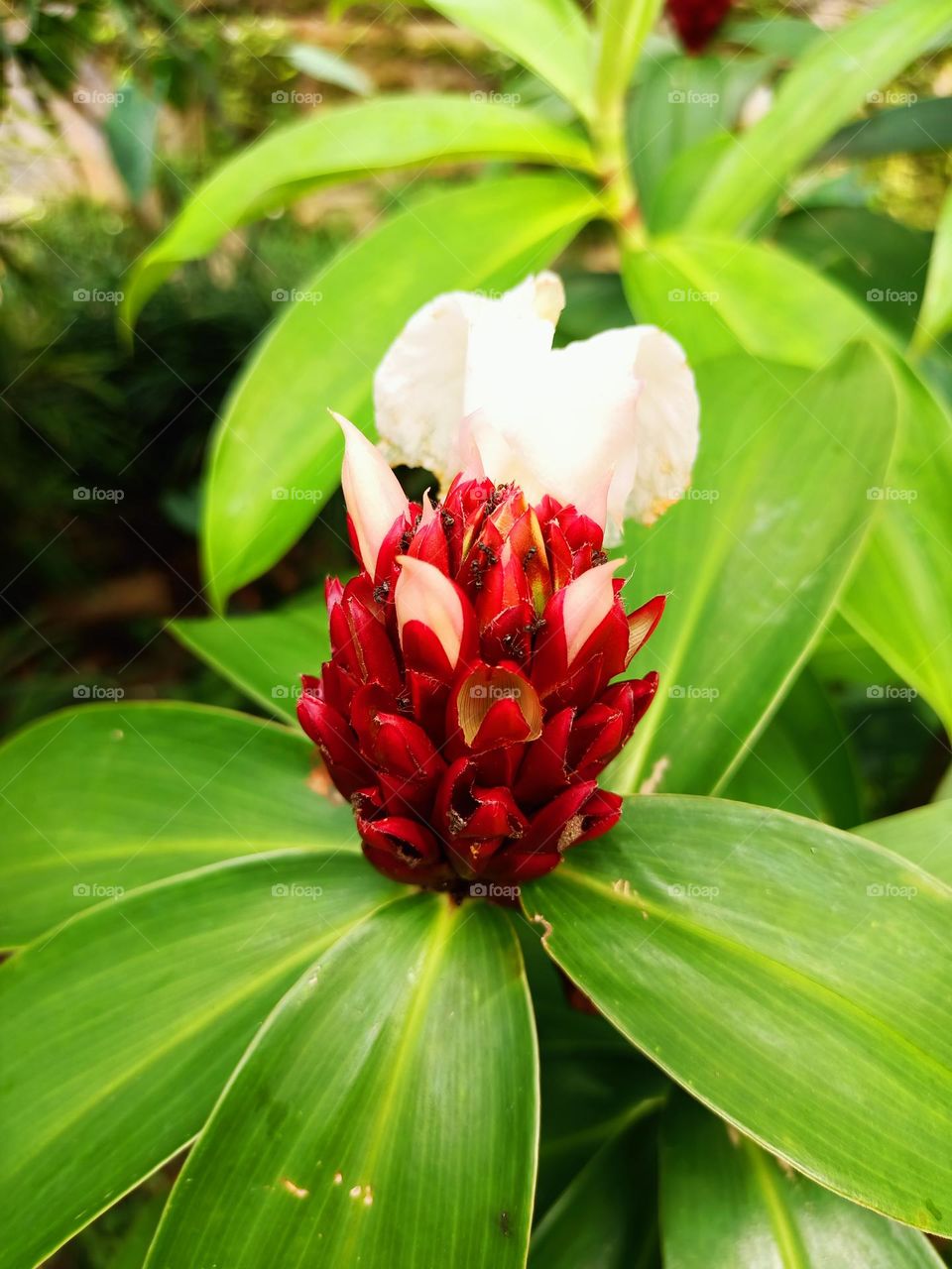 creative layout made of green leaves and red white flower. flat lay. nature concept
