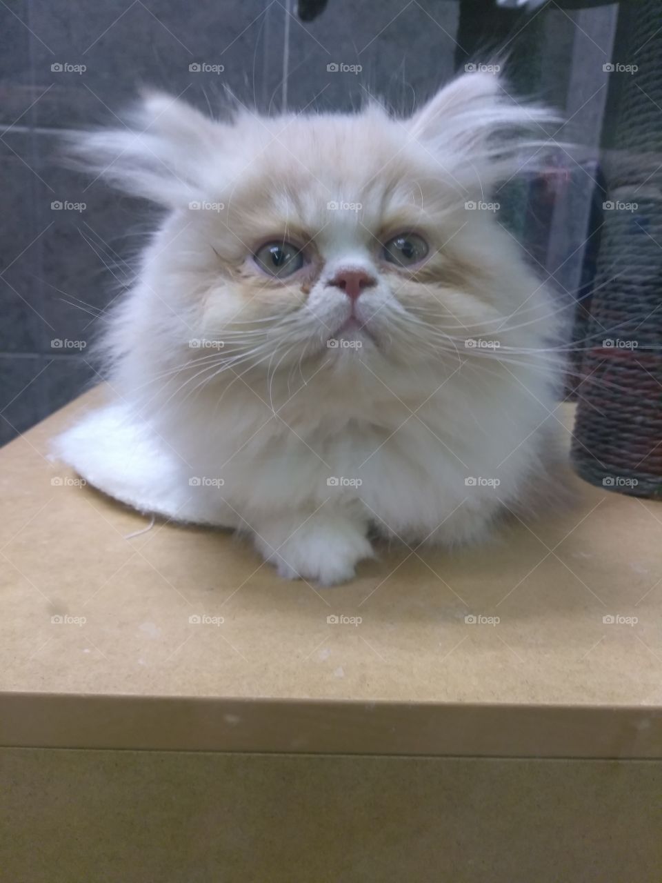 fluffy Flatt faced cat