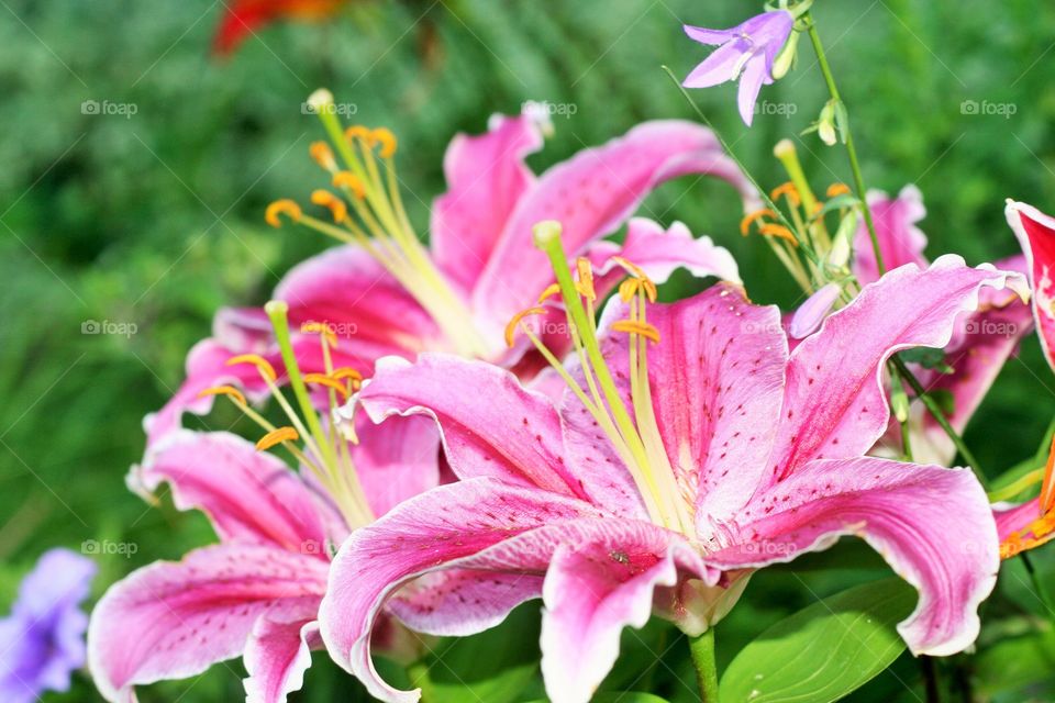 Beautiful pink flowers 