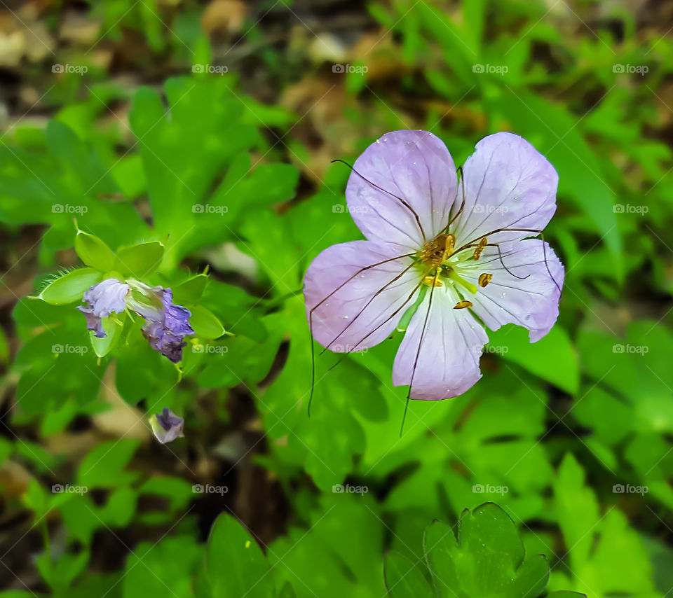 Spider and Flower- A lonely little spider napping on a lovely purple blossom.