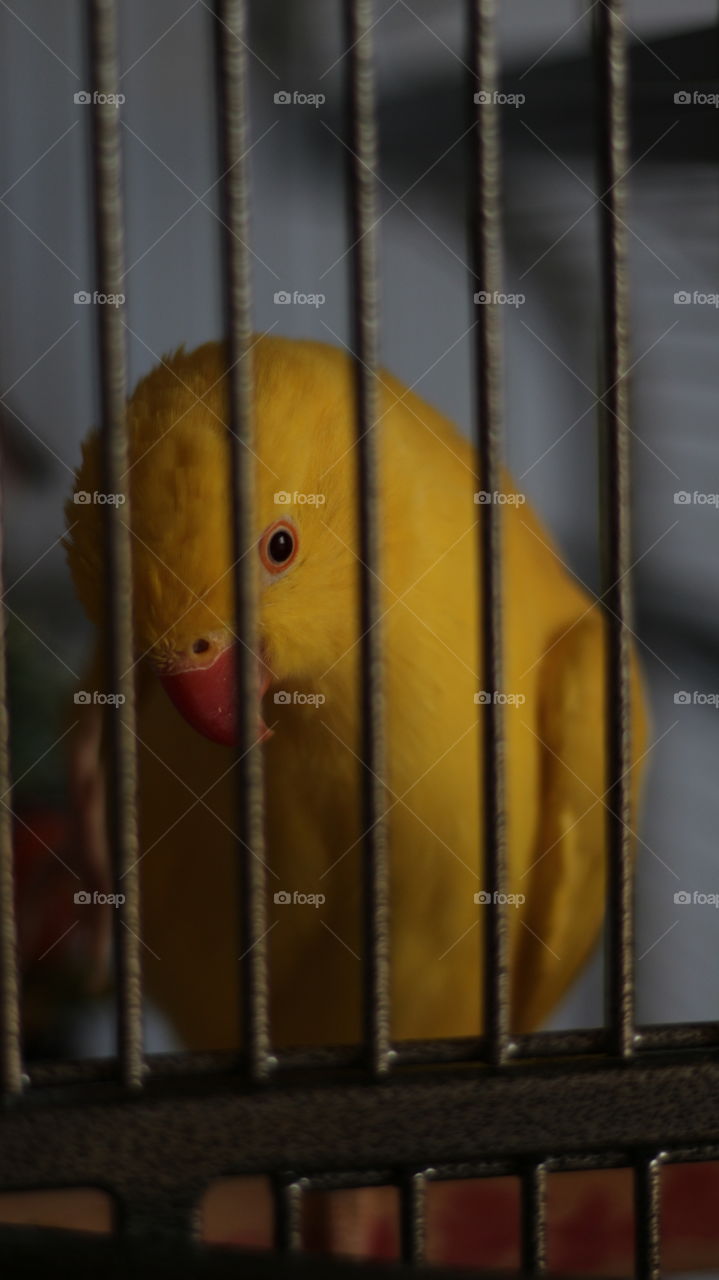 One of the most beautiful animals there is.