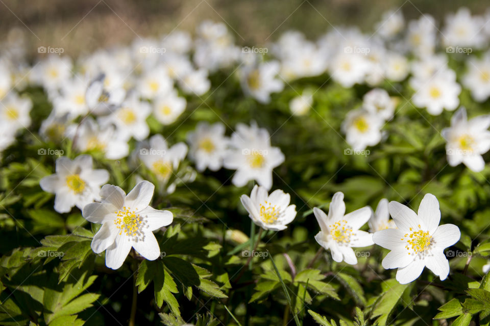 White flowers blooming at outdoors