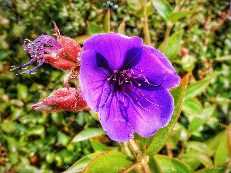 Close Up flower 