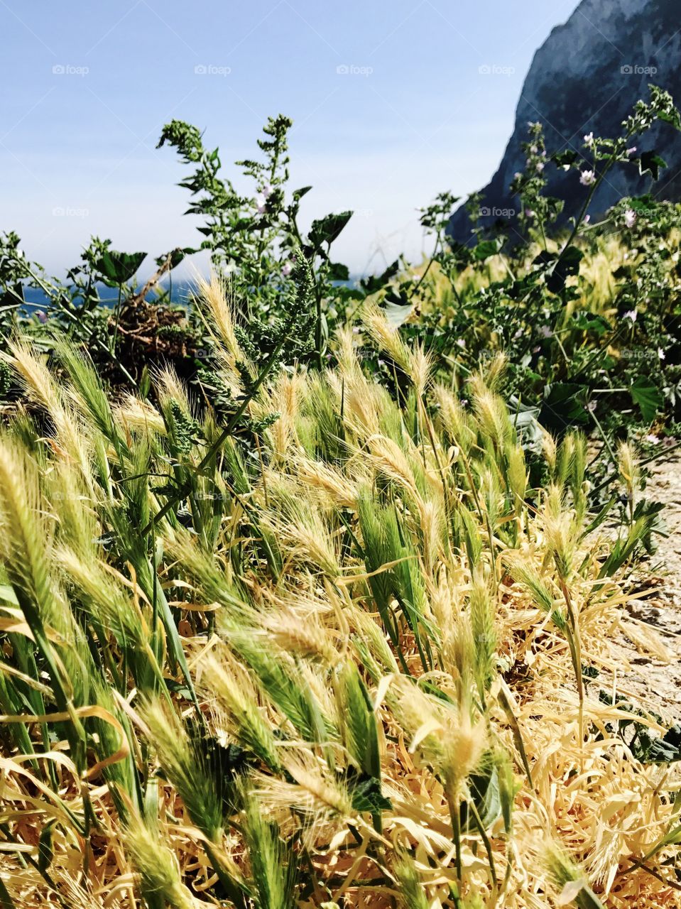 Close up photography, nature 