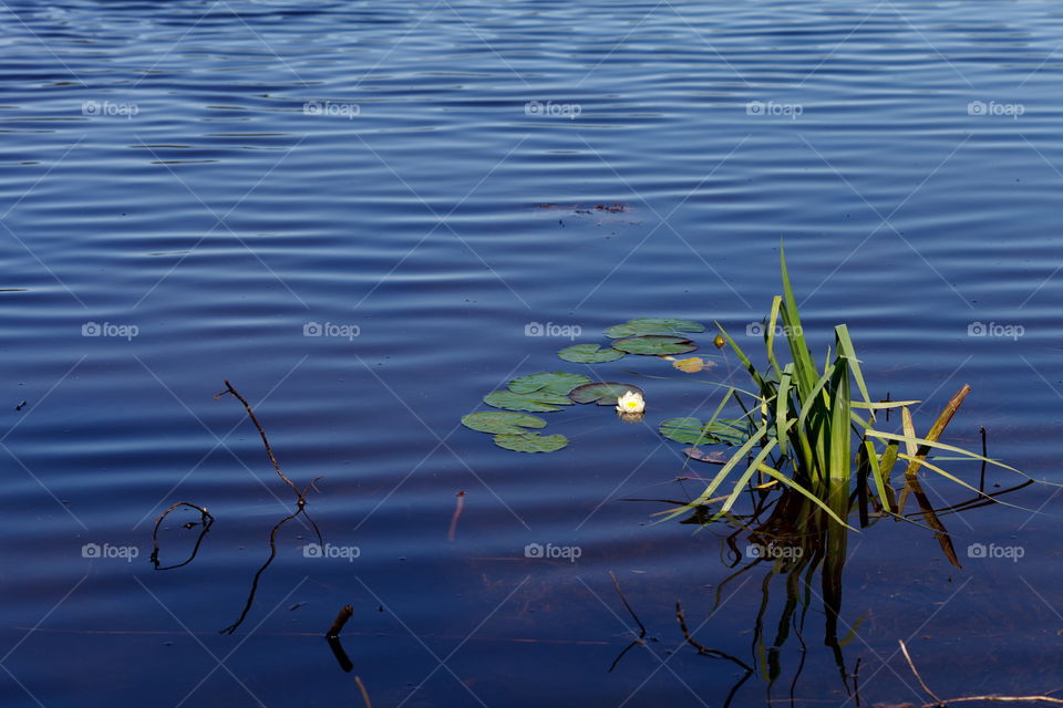 Lake flower