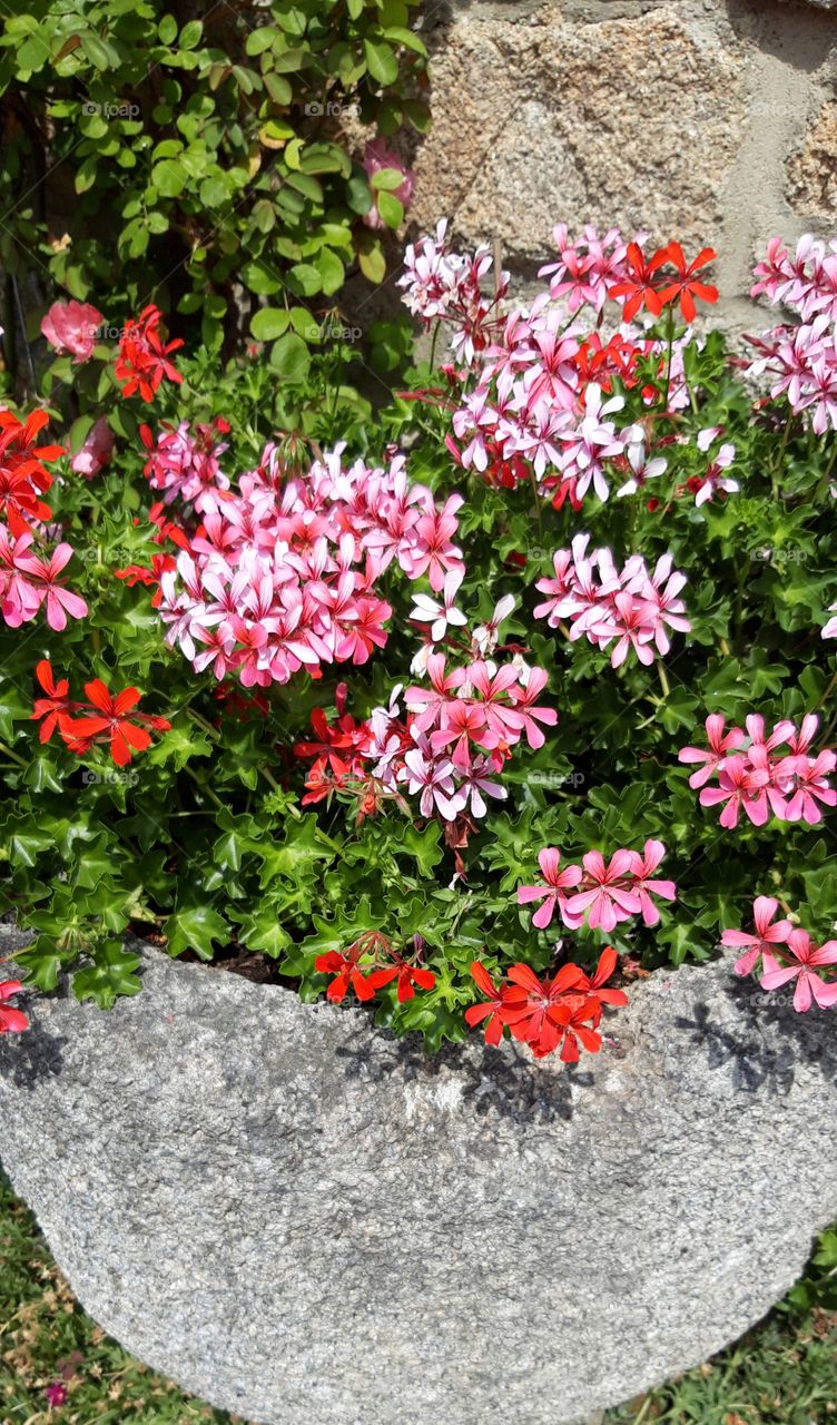 geraniums in limousin