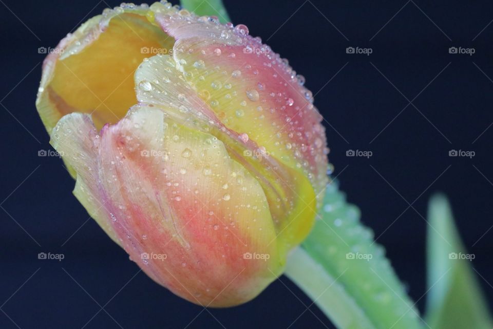 Tulip close up