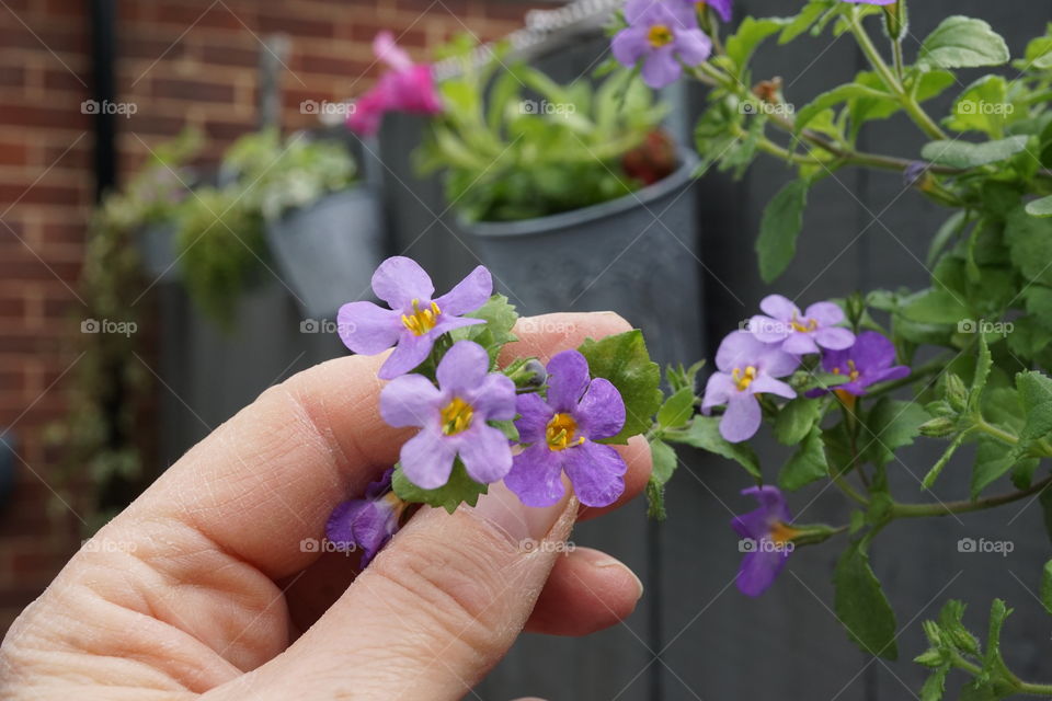 Delicate little plant in my garden that brightens up my fence 