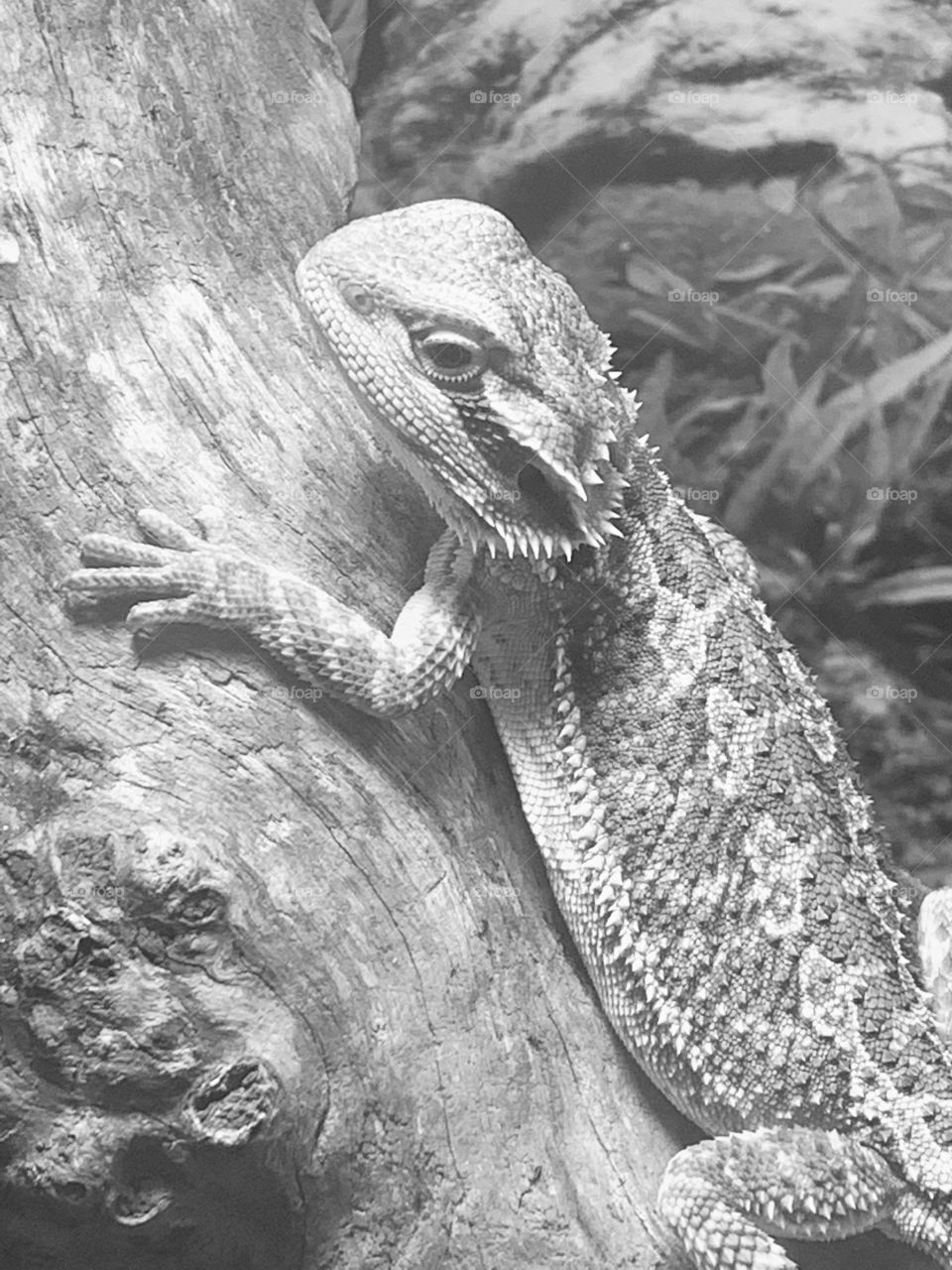 Bearded dragon in black and white 