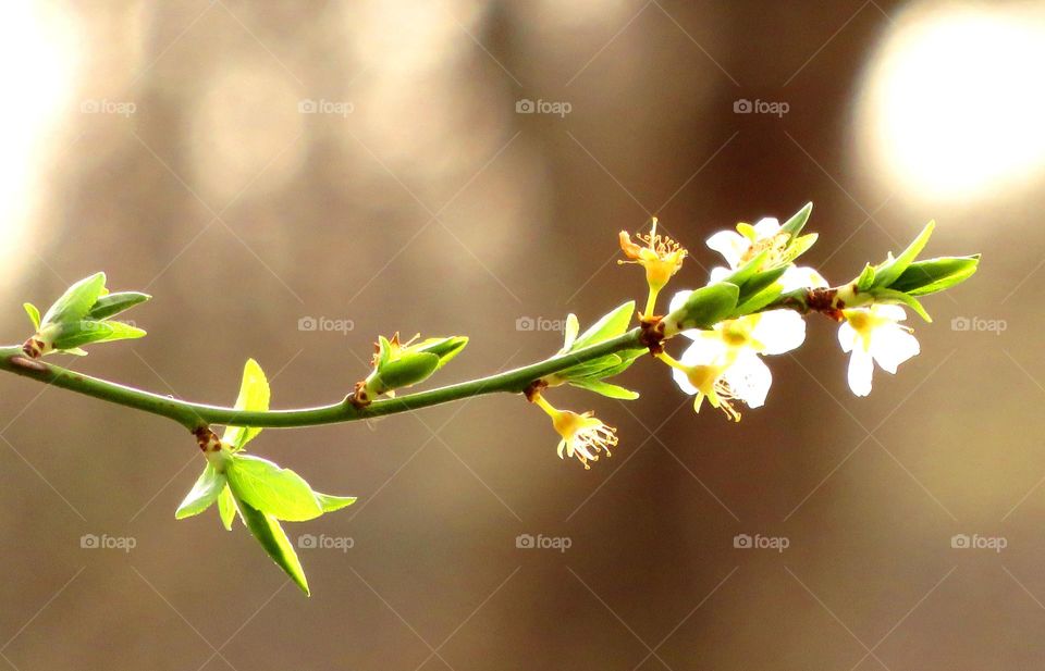 Spring blossom