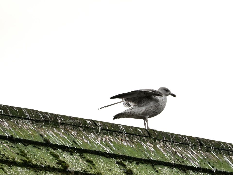 Grey Seagull with wings spreading ready to take flight