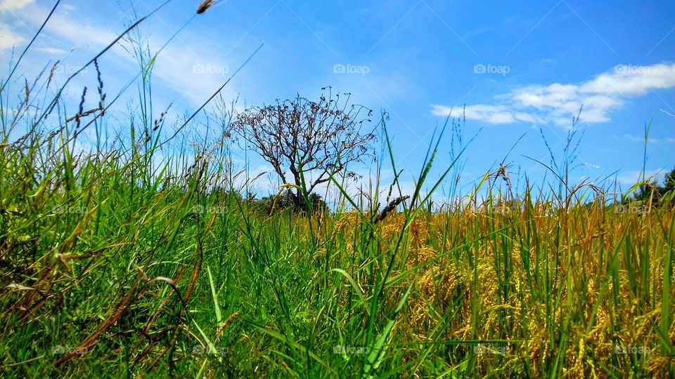 Grass, Field, Landscape, Nature, Summer
