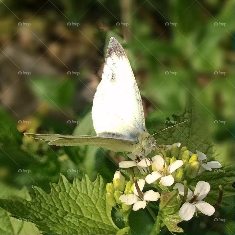 Butterfly