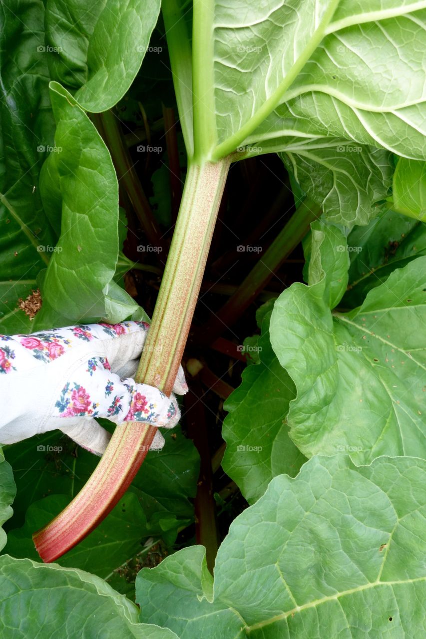 This year I got a lot of rhubarbs in my garden. I will use them to make lemonaden.
