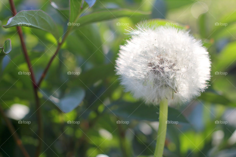 Dandelion, flower, vegetation, plants, meadow, meadow, village, sun, summer, heat, nature, landscape, still life, yellow, white, beautiful, furry,