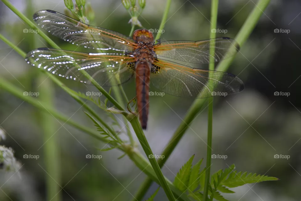 Ruhende Libelle