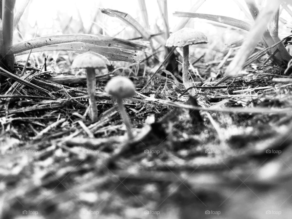 Miniature mushrooms in a field of grass