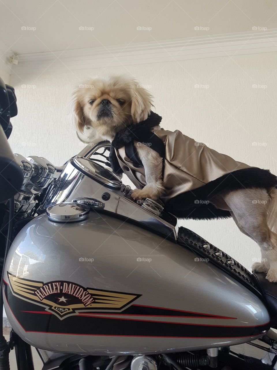 harley davidson fat boy motorcicle White dog happy rider