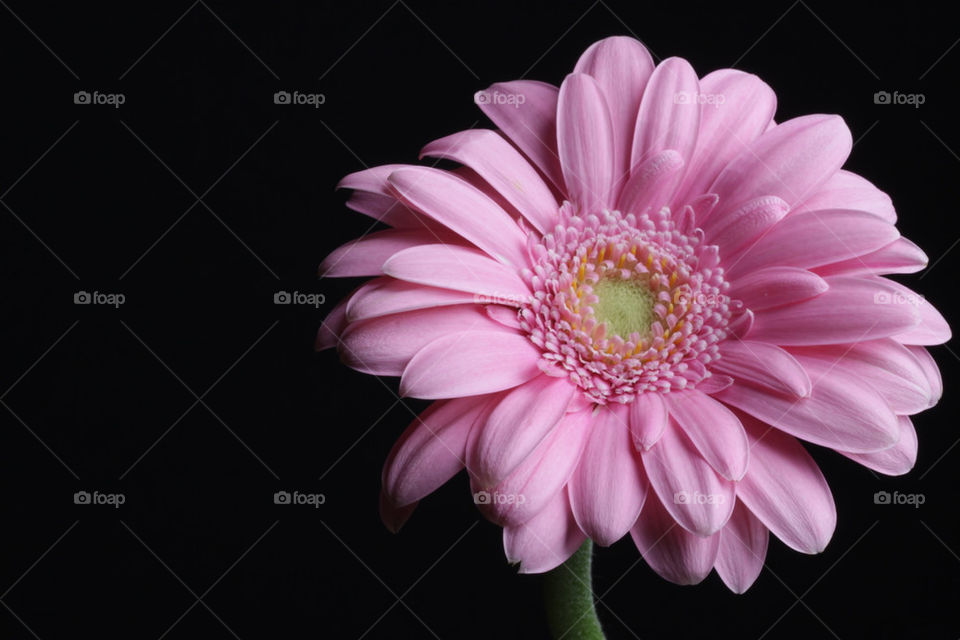 flowers pink by almaskari