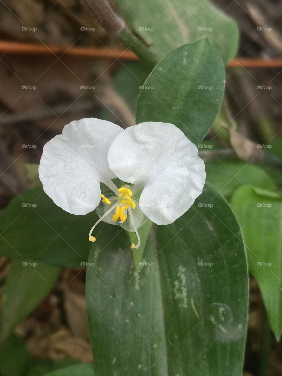 white mouse day flower