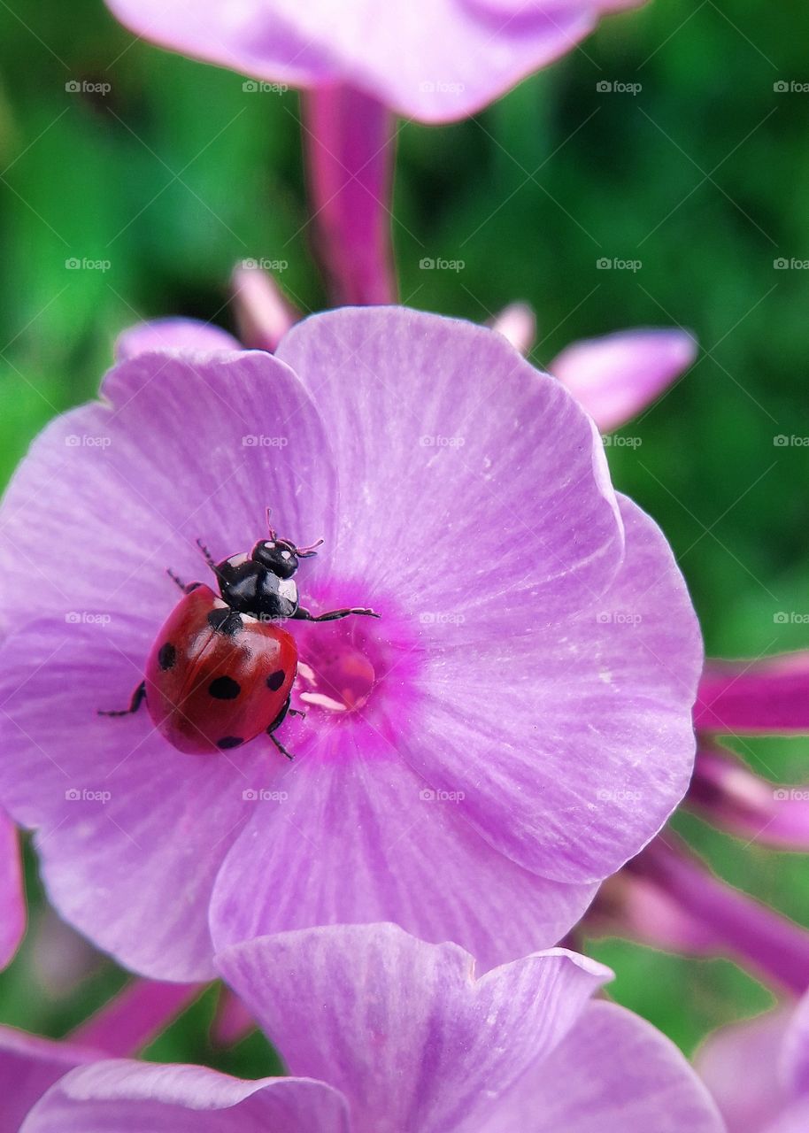 Cute ladybug is on the purple flower