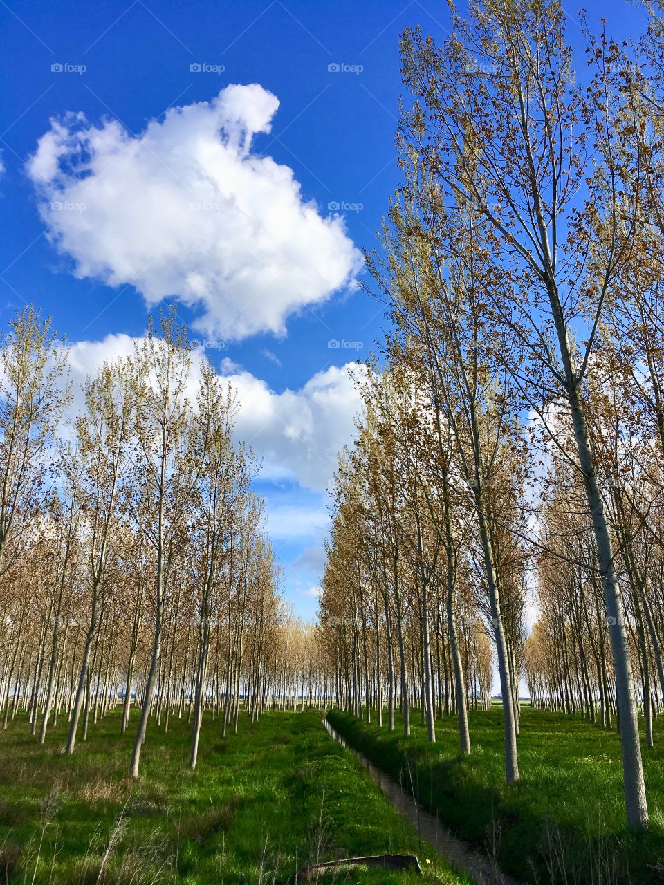 bucolic image of a poplar grove in spring in the Piedmont countryside