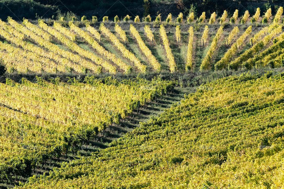 Vineyard of douro Portugal