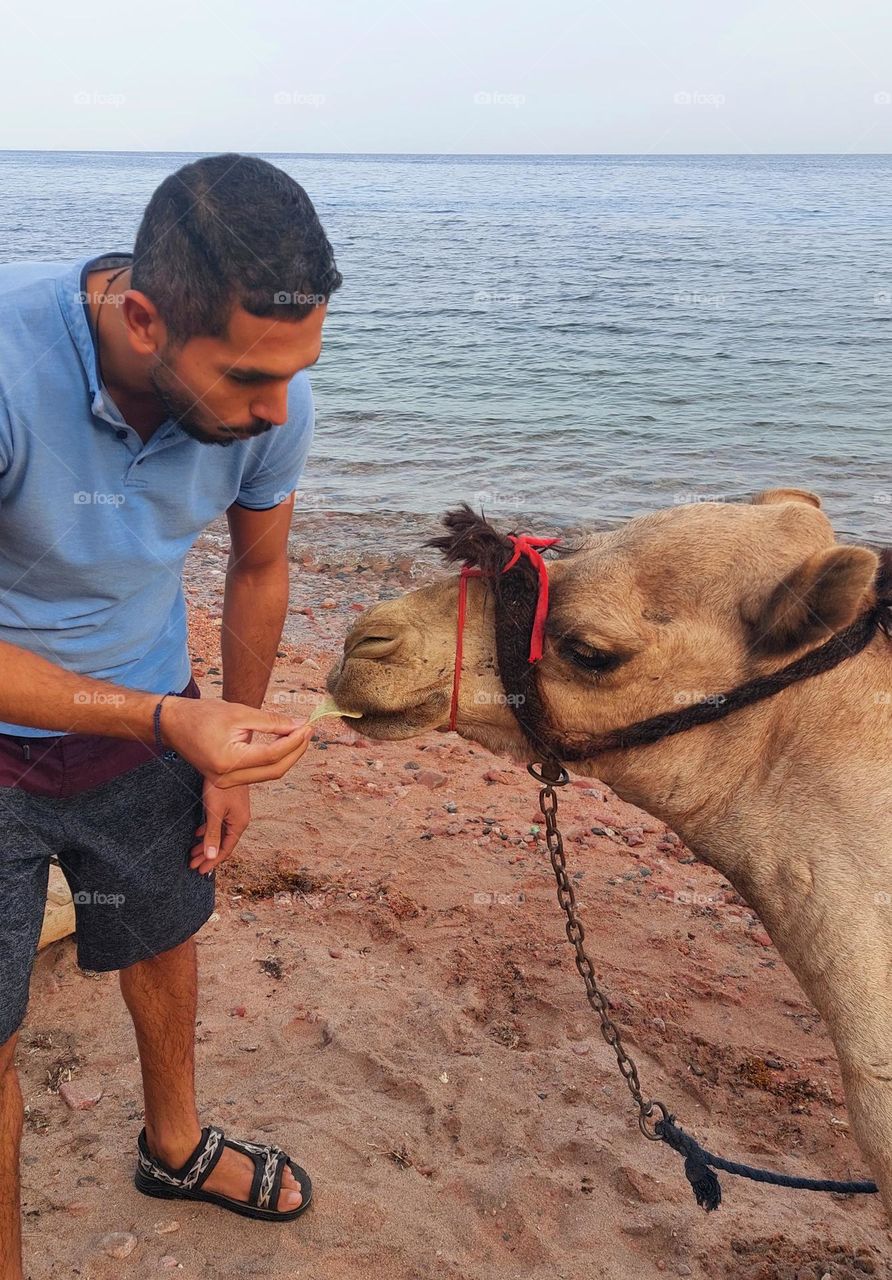 Camel eating ships