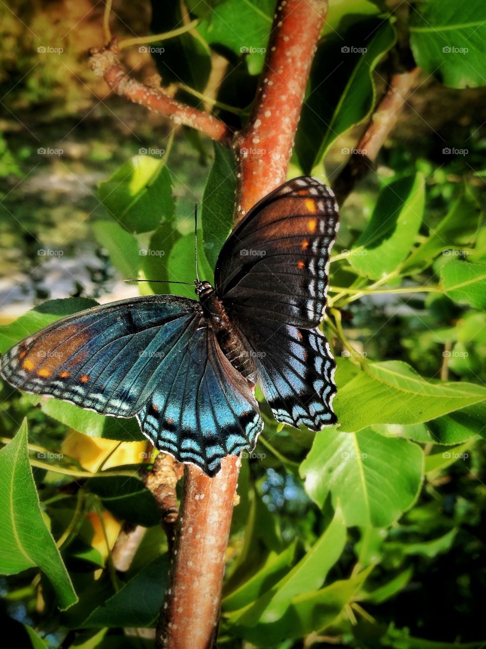 Beautiful Butterfly 