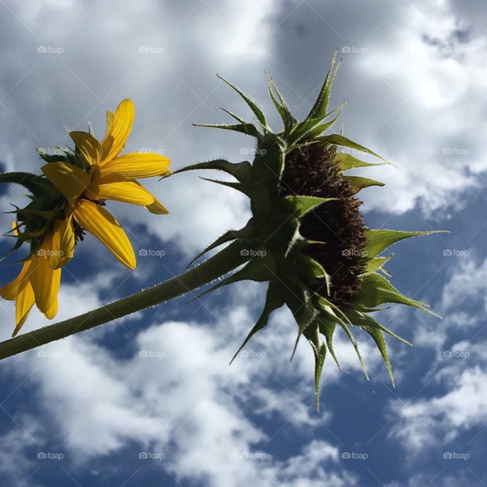 Sunflower bloom; sunflower gone to seed! Both against beautiful clouds and sky.