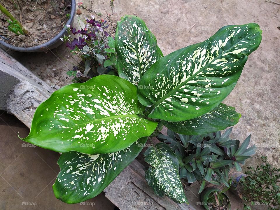 designed by nature beautiful leaves with white patches good to look feels good feels lovely feels preety