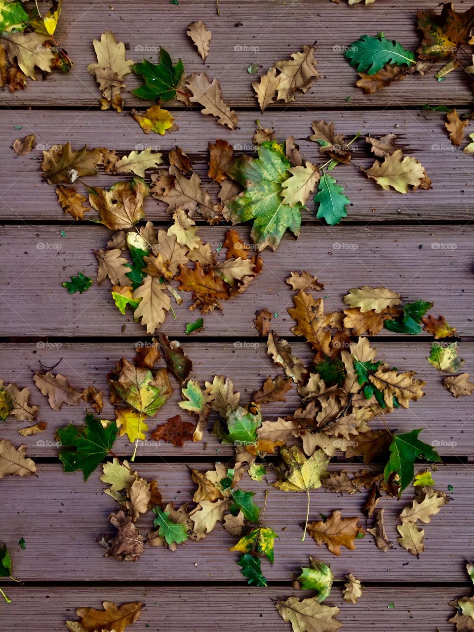 Close-up of leaves on wood