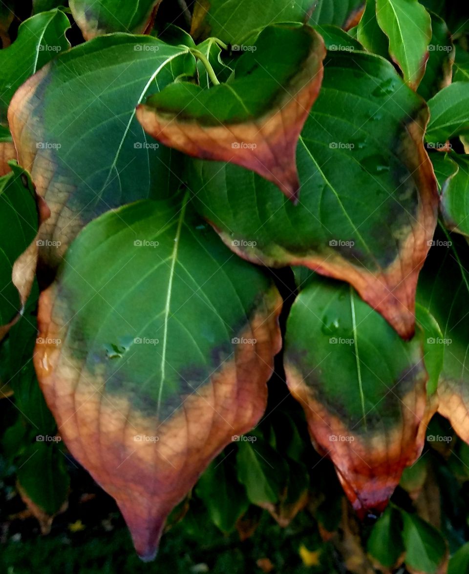 leaves slowly turning brown from the edges in.