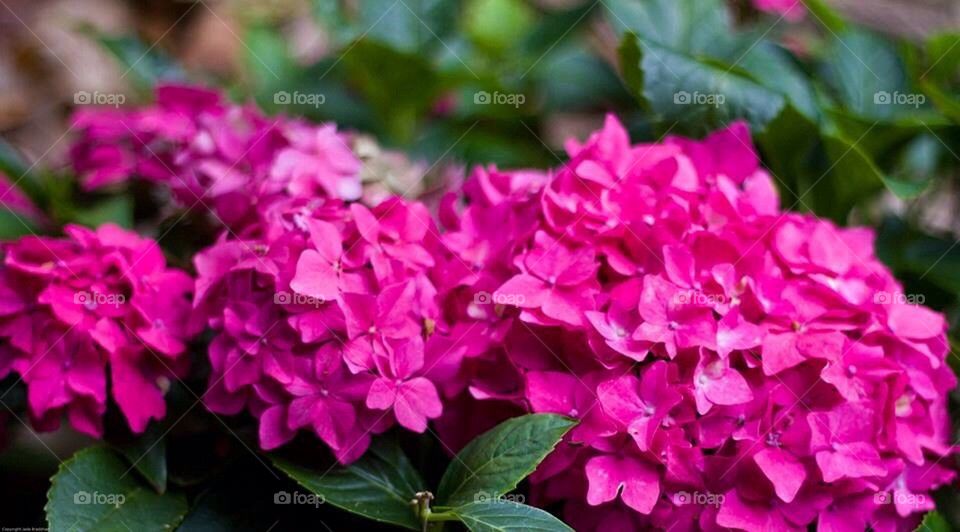 Pink Hydrangea 