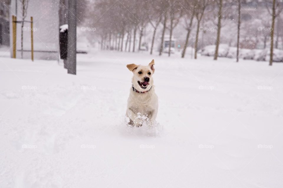 A dog runs happily on the snow