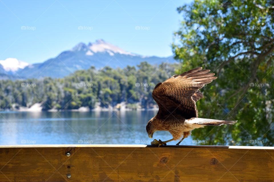 Bird eating biscoit on a balcany