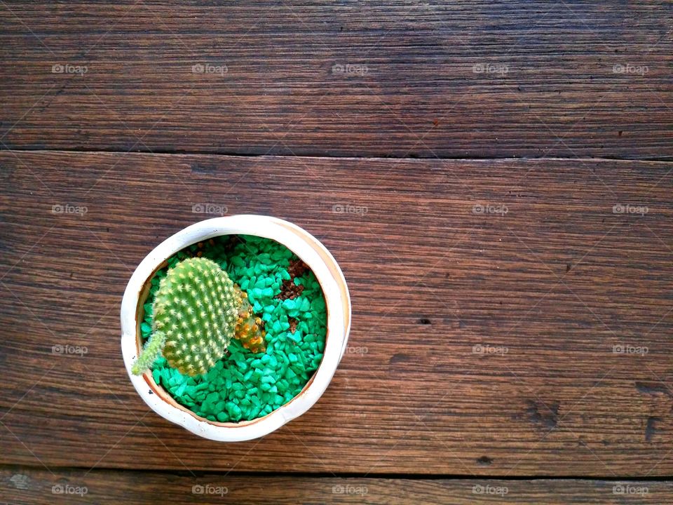 Small cactus in the pots on the table.